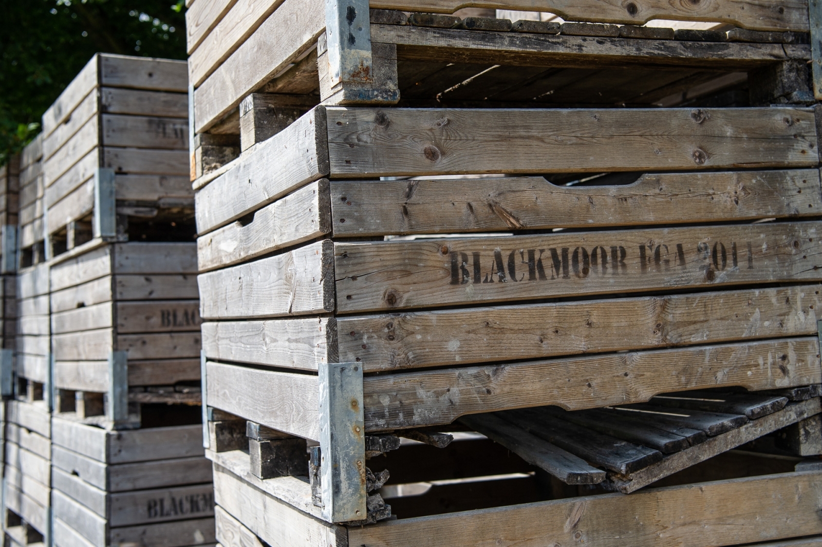 Blackmoor Cherry © The Electric Eye Photography 1.jpg