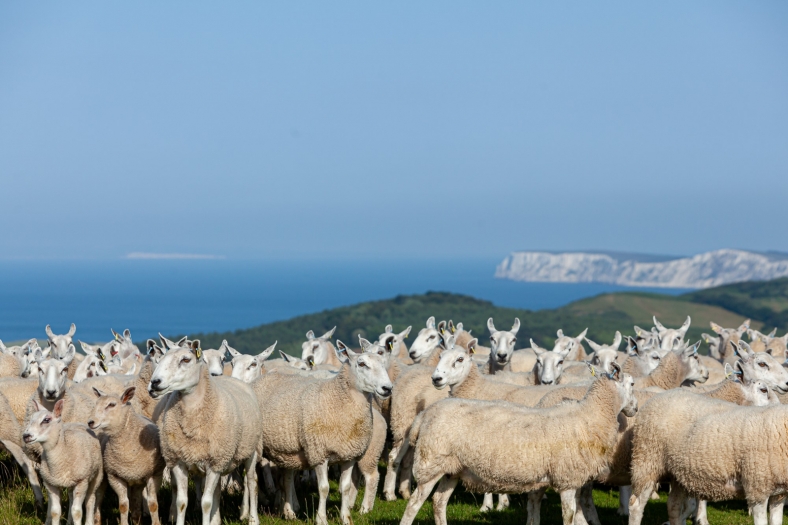 Slow farming with the Isle of Wight Meat Co